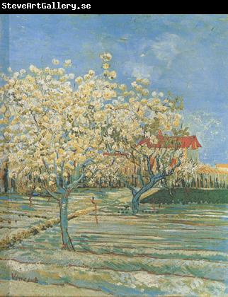 Vincent Van Gogh Orchard in Blossom (nn04)